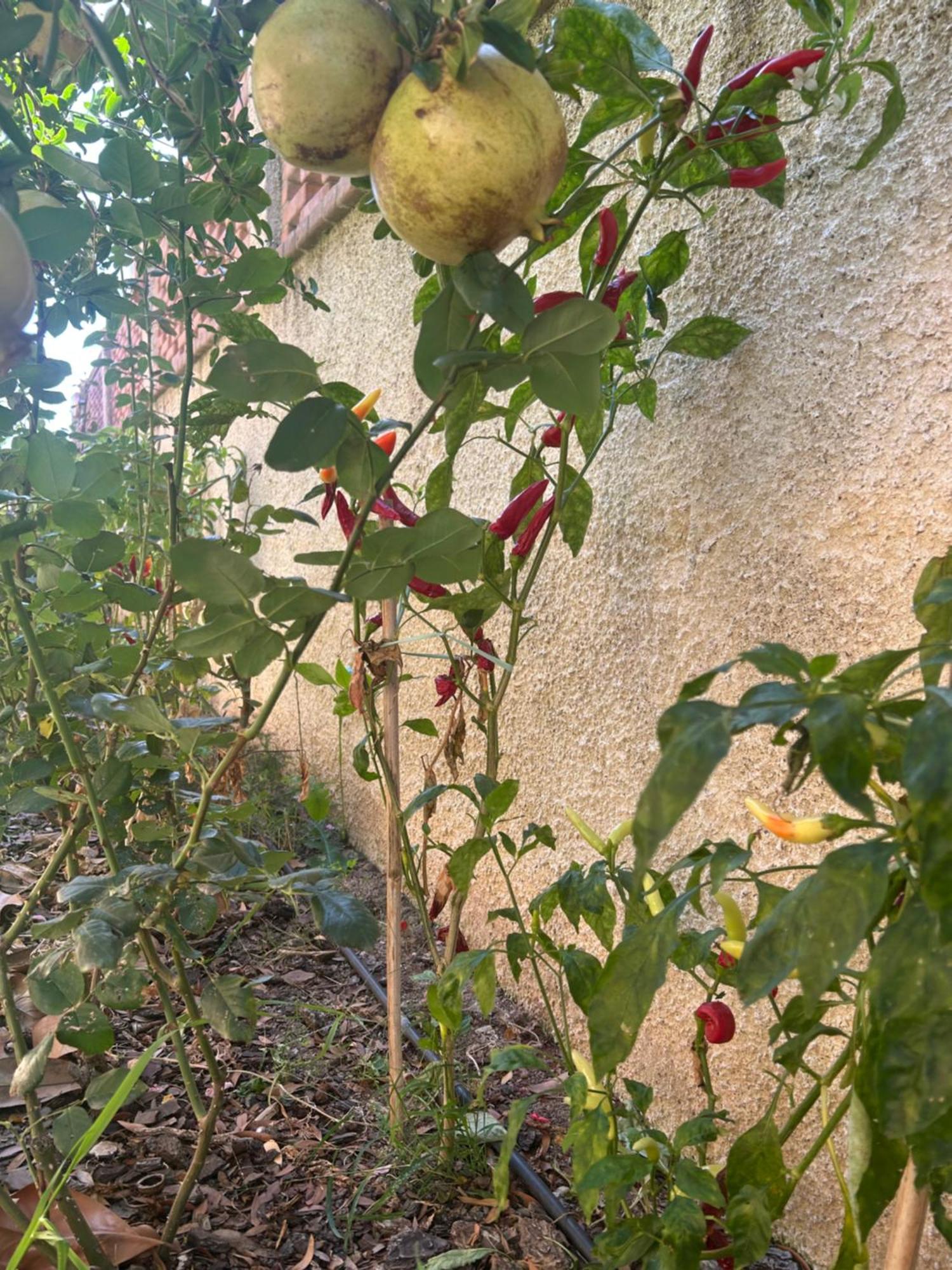 B&B Villa Maria Catanzaro Dış mekan fotoğraf